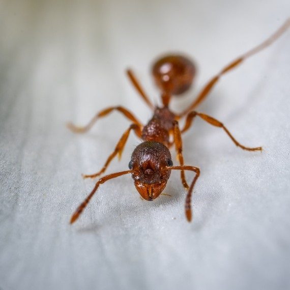 Field Ants, Pest Control in Raynes Park, South Wimbledon, SW20. Call Now! 020 8166 9746