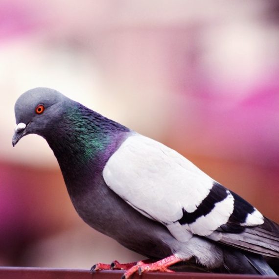 Birds, Pest Control in Raynes Park, South Wimbledon, SW20. Call Now! 020 8166 9746