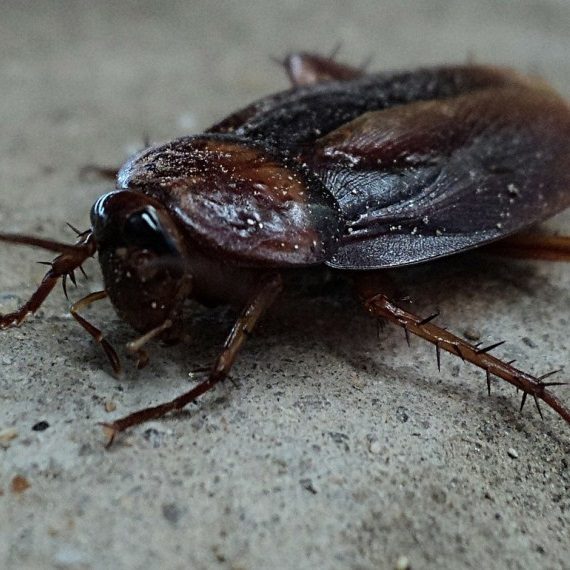 Cockroaches, Pest Control in Raynes Park, South Wimbledon, SW20. Call Now! 020 8166 9746