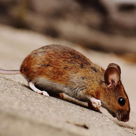 Mice, Pest Control in Raynes Park, South Wimbledon, SW20. Call Now! 020 8166 9746