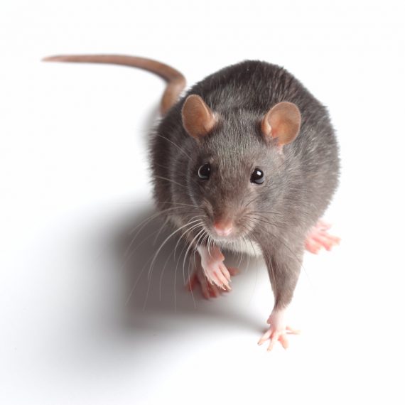 Rats, Pest Control in Raynes Park, South Wimbledon, SW20. Call Now! 020 8166 9746