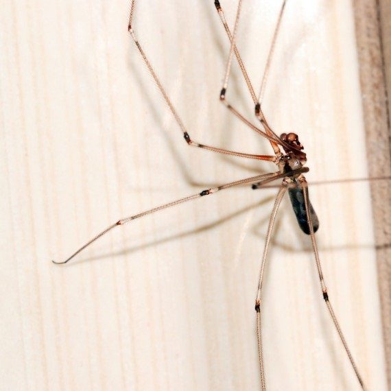 Spiders, Pest Control in Raynes Park, South Wimbledon, SW20. Call Now! 020 8166 9746