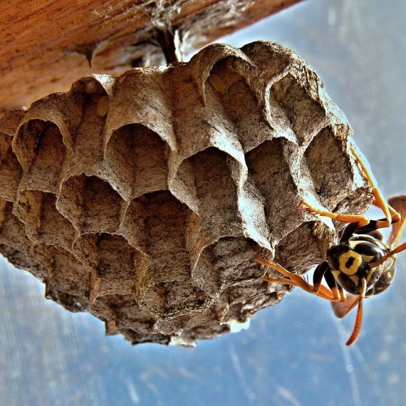 Wasps Nest, Pest Control in Raynes Park, South Wimbledon, SW20. Call Now! 020 8166 9746