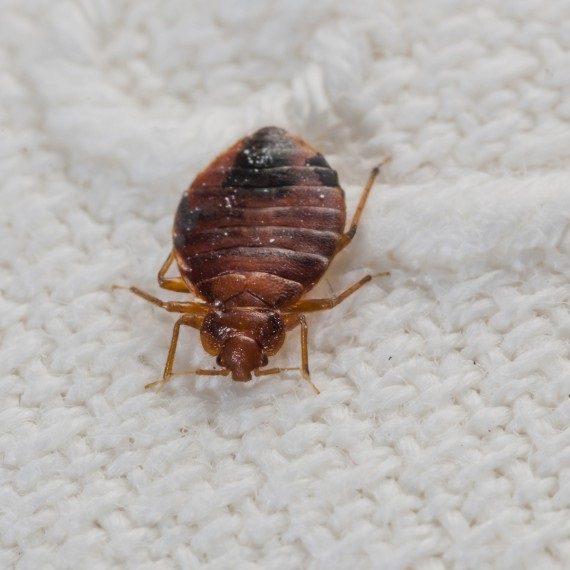 Bed Bugs, Pest Control in Raynes Park, South Wimbledon, SW20. Call Now! 020 8166 9746