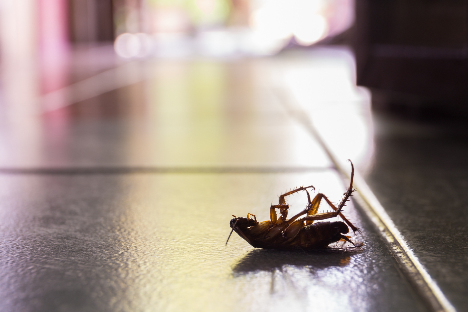 Cockroach Control, Pest Control in Raynes Park, South Wimbledon, SW20. Call Now 020 8166 9746