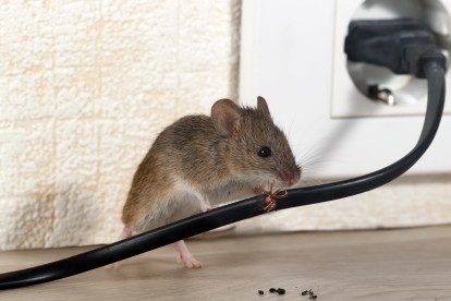 Pest Control in Raynes Park, South Wimbledon, SW20. Call Now! 020 8166 9746