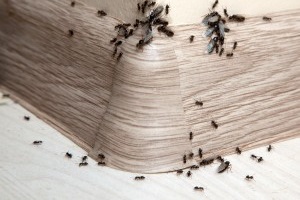 Ant Control, Pest Control in Raynes Park, South Wimbledon, SW20. Call Now 020 8166 9746