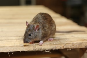 Mice Infestation, Pest Control in Raynes Park, South Wimbledon, SW20. Call Now 020 8166 9746