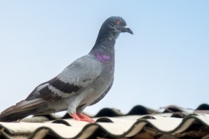 Pigeon Control, Pest Control in Raynes Park, South Wimbledon, SW20. Call Now 020 8166 9746